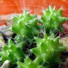 Mammillaria _sphacelata _ssp.sphacelata _WH105_ 11